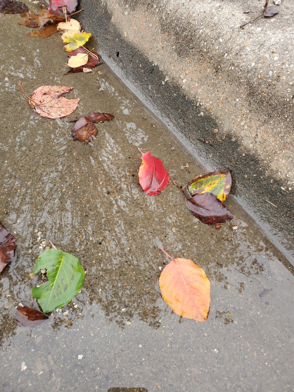 Daily Melodies Poems & A Life&nbsp;Update